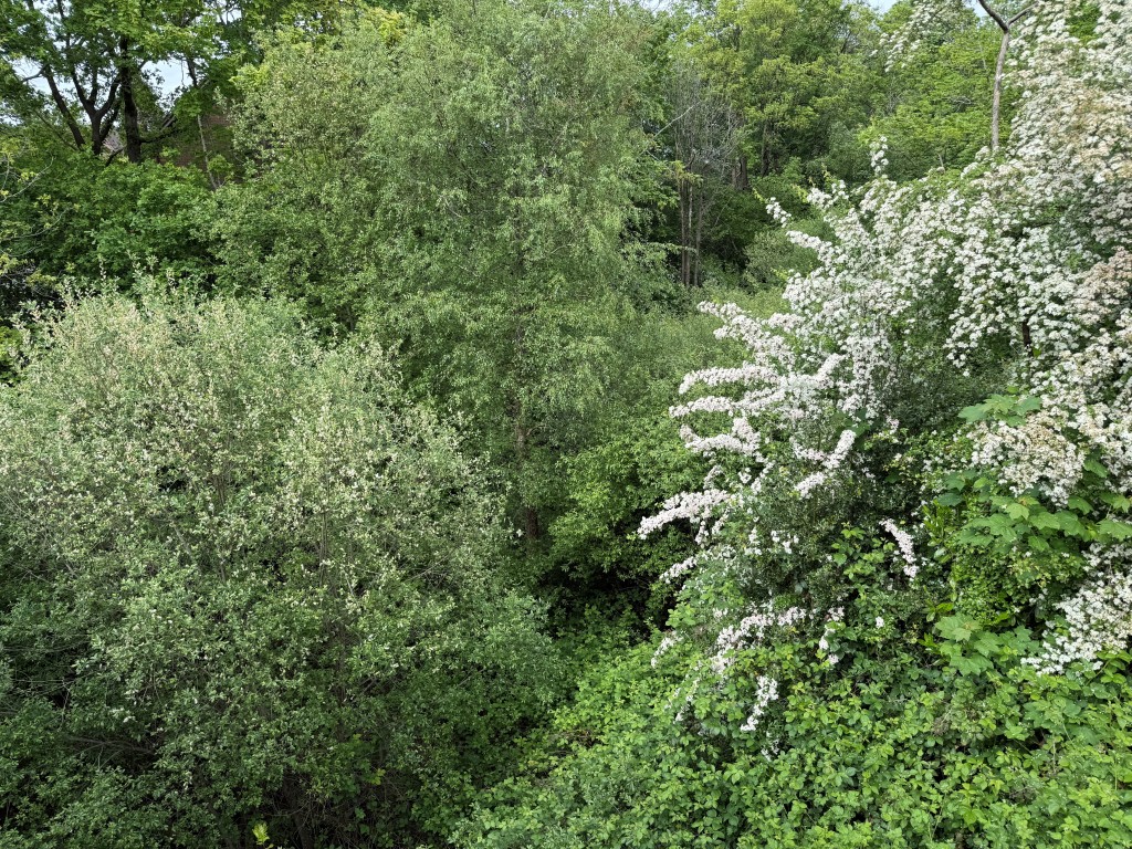 Lot: 38 - 1.6 ACRES OF FORMER RAILWAY LAND WITH POTENTIAL - View over tree canopy